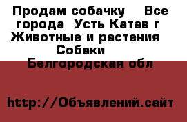 Продам собачку  - Все города, Усть-Катав г. Животные и растения » Собаки   . Белгородская обл.